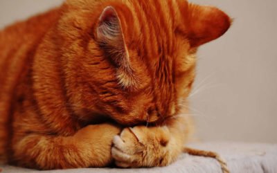 Muskelkater nach dem Training: Das kannst Du tun